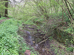 
Along the Thames and Severn Canal between Daneway and Sapperton Tunnel, April 2024