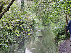
Pidcocks Canal below St Marys Halt, Lydney, April 2024