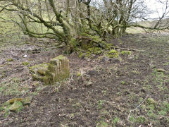 Henllys Colliery, the site and ruins of Tip Terrace, February 2012