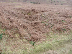 Henllys Colliery, a depression which could be the site of a pre-1880 shaft on the route of the upcast tramway, February 2012
