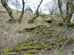 
Henllys Colliery, limekiln or level over Northern boundary fence, February 2012