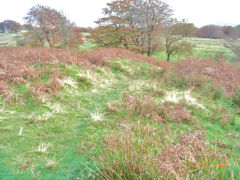 
Henllys Colliery, small quarry incline looking down from halfway, November 2007