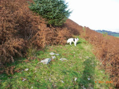 
Henllys Colliery, The leat from the small quarry to the Northern workings, November 2007