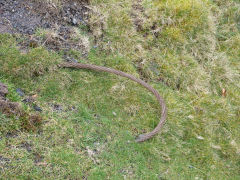 
Henllys Colliery, wire hawser below reservoir tramway, February 2012