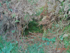 
Henllys Colliery, water level above main adit, November 2007