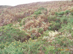 
Henllys Colliery, levels to the South-West of main adit, November 2007