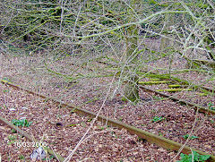 
Burton's sidings, Llantarnam, January 2006