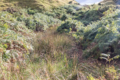 Gorse Bush level, September 2017