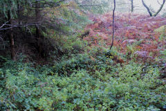 Glyntillery Level, 2nd site, October 2010