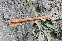 Blaen-y-cwm Colliery tips, a length of bridge rail exposed by erosion, Pant-y-Gasseg, July 2020