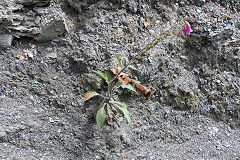 
Blaen-y-cwm Colliery tips, a length of bridge rail exposed by erosion, Pant-y-Gasseg, July 2020