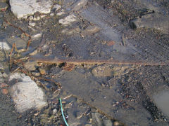 
The site of Pantygasseg Colliery, November 2008