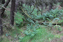 
Pen-rhiw-fid Quarry tramway leaving the quarry, Cwm-nant-ddu, July 2020