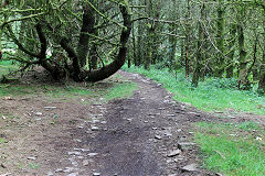 
Pen-rhiw-fid Quarry tramway to the incline, Cwm-nant-ddu, July 2020