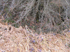 
Pistyll Gwyn airshaft below Llanerch lane, Cwm-nant-ddu, March 2010