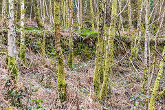 Glyn Pits leat above branchline, March 2015