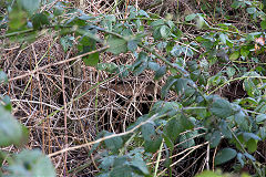 Cwmsychan Colliery tramway culvert, February 2014