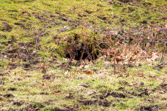 Culvert in front of Abersychan House, February 2014
