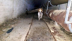 
ADWB pipeline tunnel, Official guided tour, June 2015 © Photo courtesy of Jamie Larke