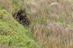 
Marquess Red Ash Colliery drainage level, Blaenavon, May 2014