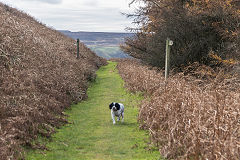 
Hill's Tramroad to Llanfoist, November 2017