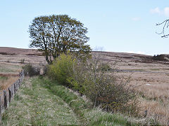 
Tyla tramway looking towards the quarries from Pwlldu, May 2021