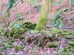 
Coed-y-Darren, foundations of a building, possibly a magazine, January 2010