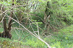 
Buck Farm tip, Risca Blackvein, May 2010