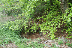 
Glenside level, Risca Blackvein, May 2010