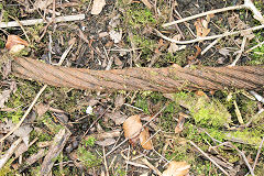 
Wire cable next to shafts, Risca Blackvein Colliery, May 2010