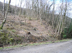 
Western tip, Risca Blackvein, March 2010