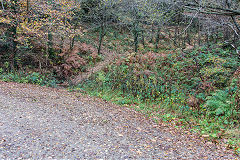 
Level beside forest road, site 1, Risca Blackvein, November 2015