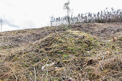 
Level above the forest road, Risca Blackvein, April 2016