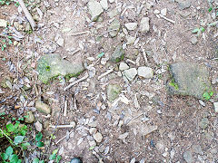 
Waun-fawr Tramroad sleepers, September 2014