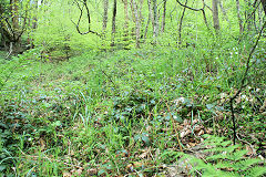 
Incline from the West, Risca Blackvein, May 2010