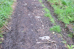 
Waun-fawr Tramroad sleepers sleepers, May 2010