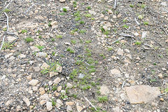 
Sleepers near Waun-fawr level, September 2016