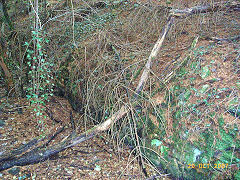 
Waun-fawr Level entrance, Risca Blackvein, October 2007