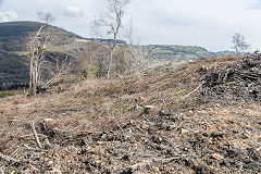 
Waun-fawr level tips after de-forestation, Risca Blackvein, April 2016