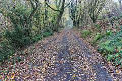 Halls Road Kendon branch, now the access lane to 'Ivy Cottage', November 2020