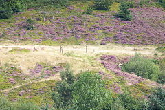 Rhiw Park quarry at SO 2201 0412, September 2015