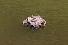 
Henwaun Colliery reservoir valve, Blaina, June 2014