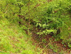 
Incline up from Victoria, Ebbw Vale, May 2009