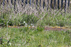 
Bryn Pit, Beaufort, May 2019