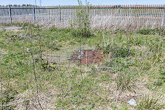 Bryn Pit, Beaufort, May 2019