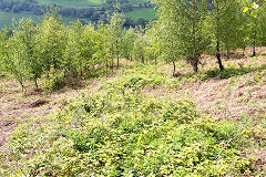 Thornes Quarry incline, Brynawel, May 2014