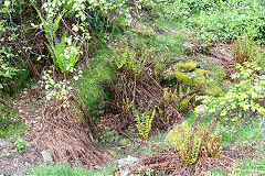 Thornes Quarry old workings, Brynawel, May 2014
