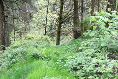 Thornes Quarry upper workings, Brynawel, May 2014