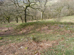 NE level tip, Troedrhiwgwair Woods, March 2012