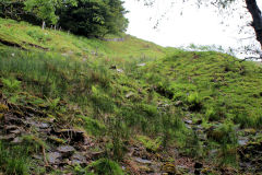 SE level tip, Troedrhiwgwair Woods, June 2011